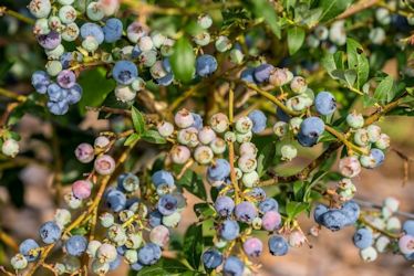 Heidelbeeren