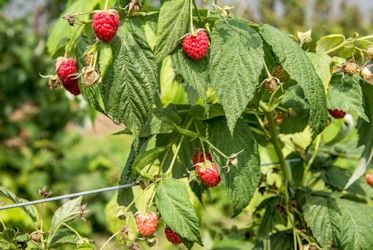 Himbeeren